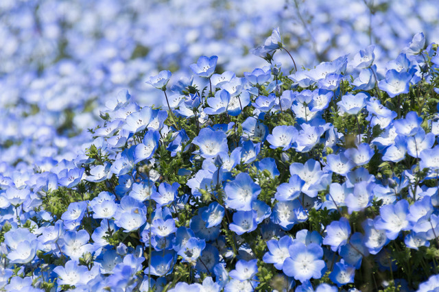 Nemophila