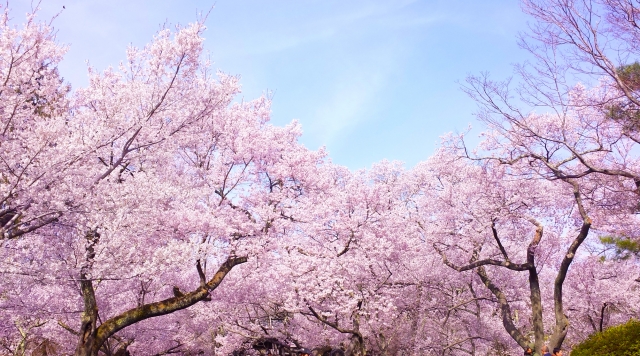 sakura